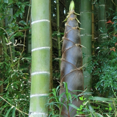 竹の表面と皮