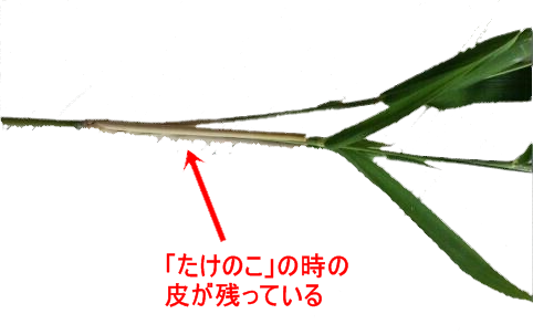 笹の茎